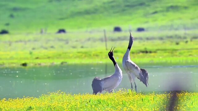 Pair of Black‑necked Cranes Calling Together on Flower‑Dotted Alpine Meadow