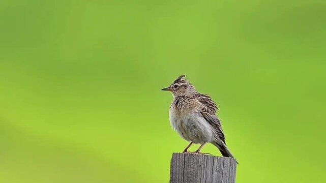 Oriental Skylark Perched on Weathered Wooden Post