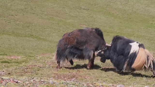 Two Yaks Fighting and Clashing Horns on Alpine Grassland