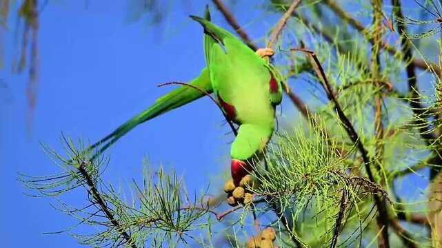 Alexandrine Parakeet Feeding on Casuarina Cones Perched on Tree Branch against Clear Blue Sky