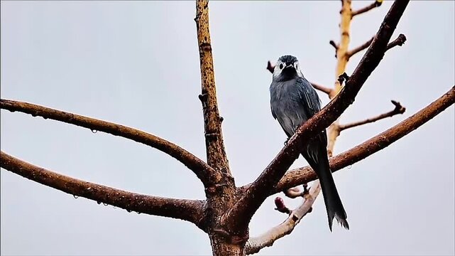Ashy Drongo Perched on Dew‑Covered Bare Branches Under Pale Sky