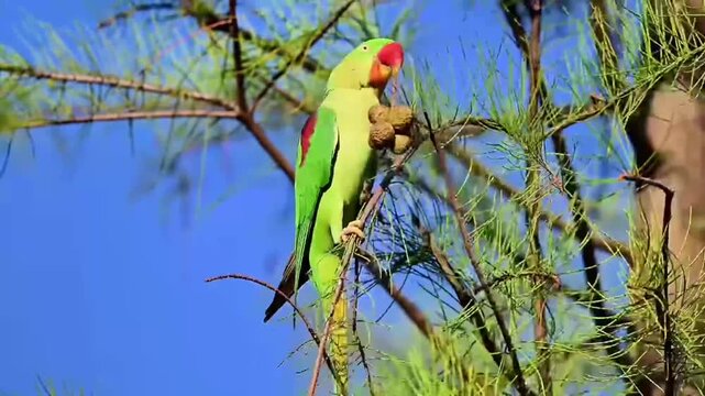 Alexandrine Parakeet Feeding on Casuarina Cones Perched on Tree Branch against Clear Blue Sky