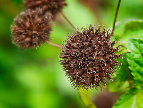Macro Shot of Spiky Brown Seed Pod on Green Blurred Background