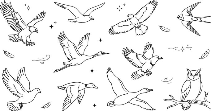 Vector set of flying wild birds including eagle hawk crane swallow owl pigeon duck and seagull in line art