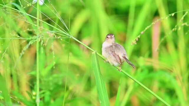Plain Prinia Perched on Slender Green Grass Stem with Blurred Foliage Background