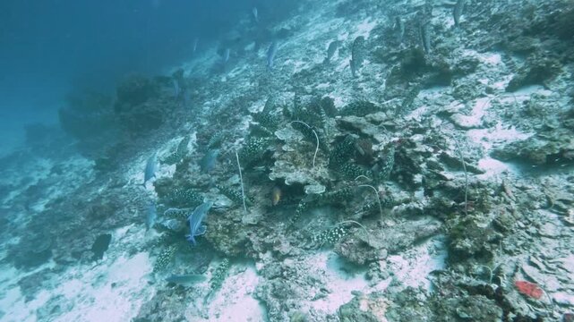 4K underwater video of groupers gathered on the seabed with a school of fusilier fish swimming above at Deep Six in the Similan Islands, Thailand.