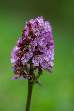 Lady orchid Orchis purpurea flowering protected plants, beautiful purple white flowers in bloom on green stem also with buds