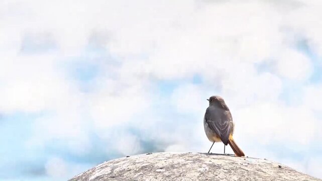 Female Daurian Redstart Standing on Stone Against Soft Blue Sky