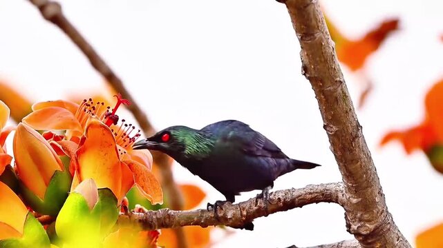 Asian Glossy Starling Feeding on Nectar from Kapok Flower