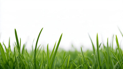 Obraz premium Isolated realistic green grass bunch on a transparent background. Sharp highly detailed vegetation cutout element for architectural visualization.