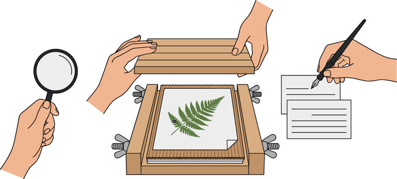 Botanical Herbarium Collection and Plant Pressing Process Vector Set Featuring Hands Closing Wooden Flower Press with Fern Specimen Holding Magnifying Glass and Writing Index Cards