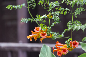 Blooming Orange Trumpet Vine Flowers on Climbing Garden Plant © VuVan