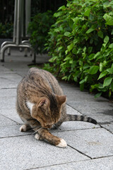 Brown tabby cat cleaning front paw on stone pavement outdoors © NgoVan