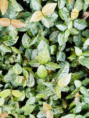 Dense Green Foliage Close-Up