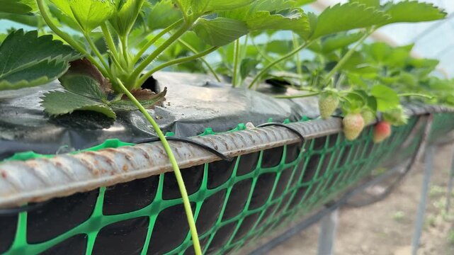 Organic strawberry greenhouse, healthy unripe fruit growing on hydroponic rows. Macro dolly shot focusing on ripening red berries in indoor farm setting.