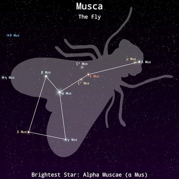 Musca Constellation Map with Named Stars &ndash; Constellation Map Illustration