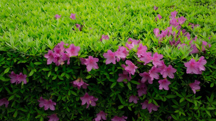 Obraz premium Pink Azalea Flowers Blooming on Green Hedge