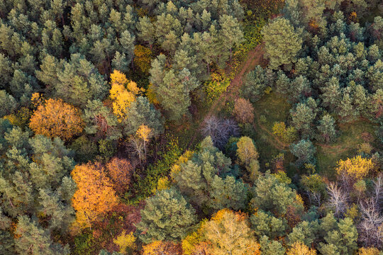 Mixed Forest Covered in Colorful Fall Foliage