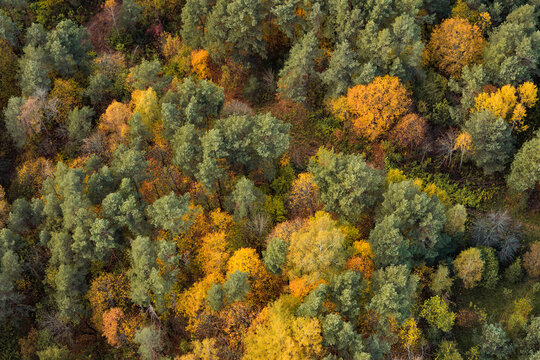 Dense Boreal Forest in Vibrant Autumn Colors