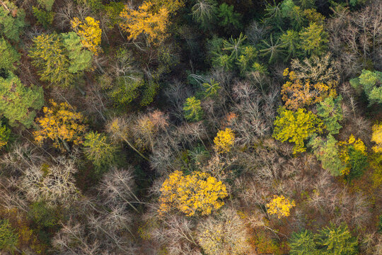 Colorful Autumn Forest Canopy Seen From Above