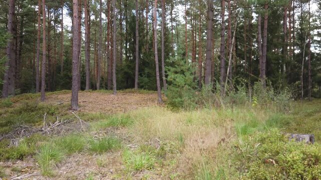 Moving through the late summer forest
