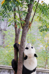 Giant Panda Climbing Tree at Qinling Four Treasures Science Park in Xi'an China © TranNgoc