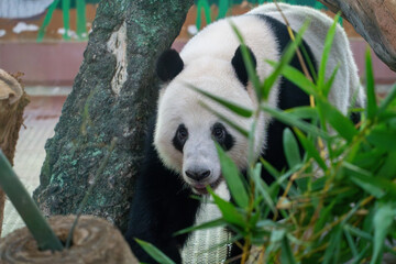 Giant Panda Hiding Among Bamboo in Captive Habitat © TranNgoc