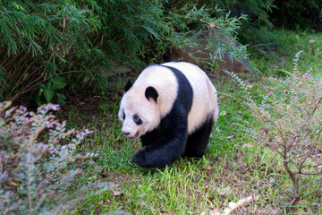Giant Panda Walking in Bamboo Habitat © TranNgoc
