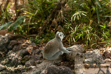 Ring-tailed lemur sitting on a log in a zoo enclosure © Alena Malinouskaya