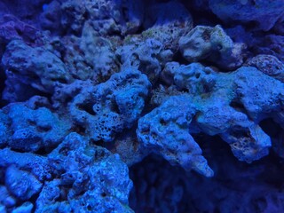 coral reef in aquarium © Tirto