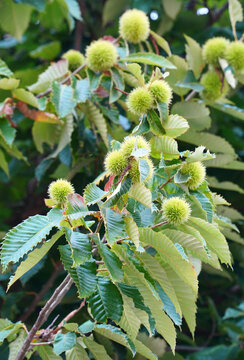Chestnut Tree with Green Burrs and Leaves