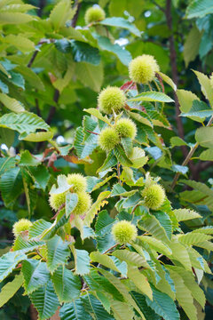 Green Chestnut Burrs on Tree Branch