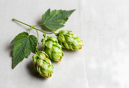 Brewing and craft beer ingredients, fresh green hop cones with leaves on a textured linen background for organic beverage production and herbal medicine