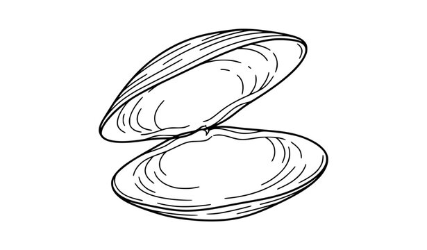 Open clam shell minimalist black line art vector illustration
