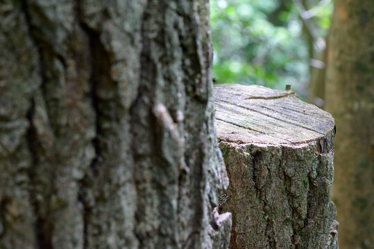 Close-up detail view of a weathered tree stump partially revealed behind a rough tree trunk in a forest in Japan