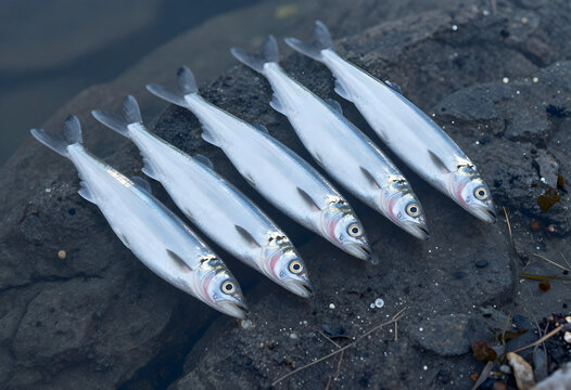 Sustainable fishing and food security, fresh smelt fish caught on rocky shore for healthy nutrition and seafood industry supply chain in natural habitat