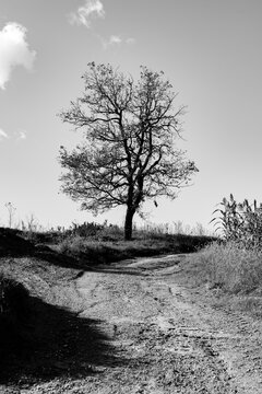 lonely tree 