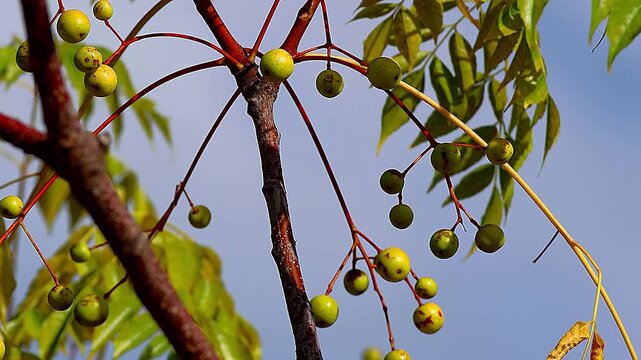 Unique chinaberry fruits hanging like a balancing toy from a branch,4K