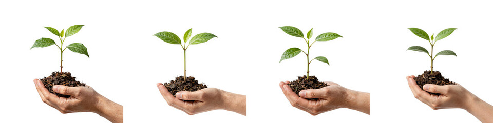 Obraz premium Different stages of growth of a young plant being held in a person's hand