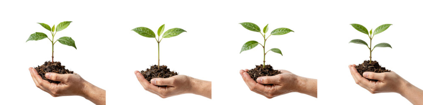 Different stages of growth of a young plant being held in a person's hand
