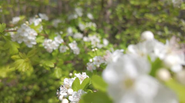 Cinematic close-up footage of beautiful white hawthorn blossoms blooming on a branch in spring with soft focus green background.