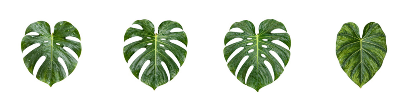 Collection of vibrant monstera and philodendron leaves isolated on black backdrop