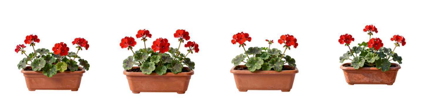 Four geranium plants with red flowers in terracotta pots against black background