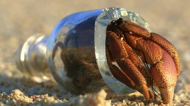 A hermit crab defies expectation, dragging a glass bottle instead of a shell across the beach &mdash; proof that nature always finds a way to adapt and survive.