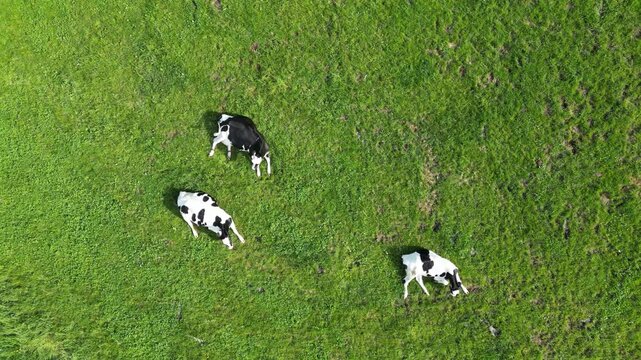 Top-Down Aerial Drone Shot of Three Dairy Cows Grazing Peacefully in a Lush Green Pasture
