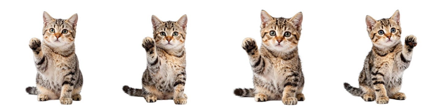 Four kittens with brown tabby fur sit against a black background and raise their paws in a waving gesture