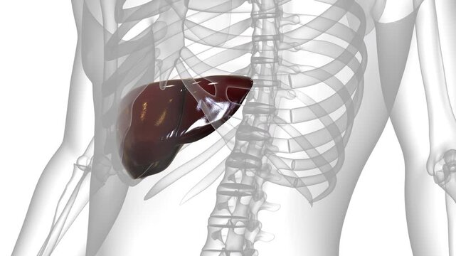 Human Internal Digestive Organ Liver Anatomy Animation Concept