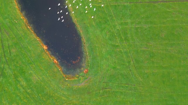 Aerial Top-Down View of a Flock of White Birds Flying Over a Green Pasture and Pond
