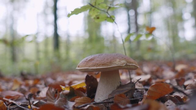 Detailed macro shot of big mushroom growing on a forest floor in Slovenia&rsquo;s old-growth woods, surrounded by rich autumn leaves, soft natural light, and textured woodland scenery.