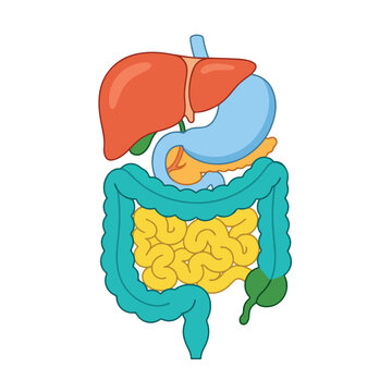 Human digestive system with internal organs vector illustration